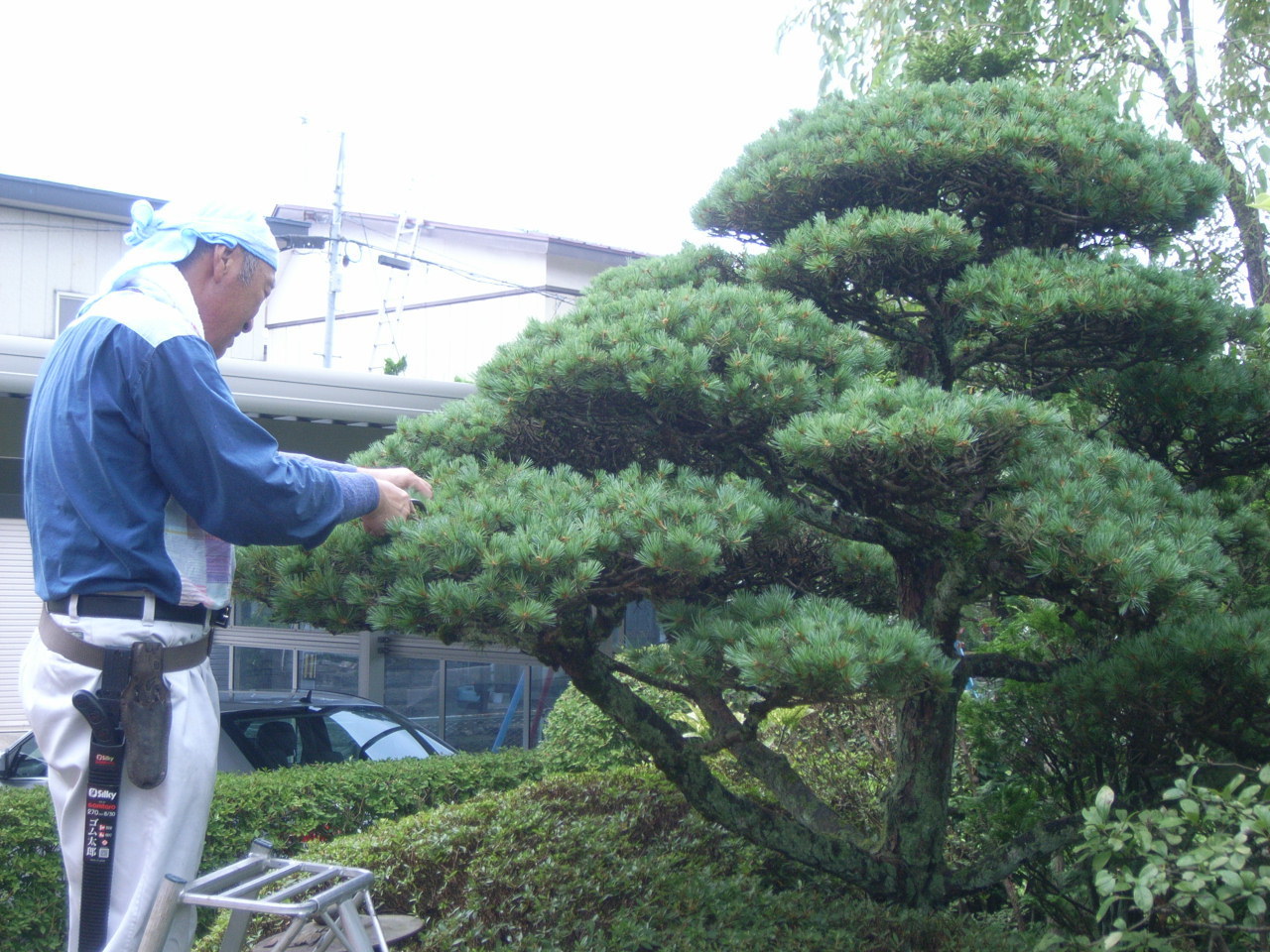 ゴヨウマツの透かし剪定　拡大できます