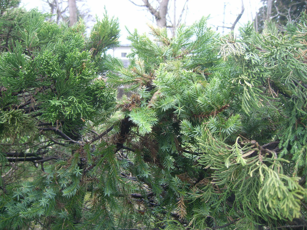 化けたカイズカイブキの葉　拡大します